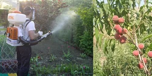 Delan's fungicide: instruksjoner for bruk for fersken