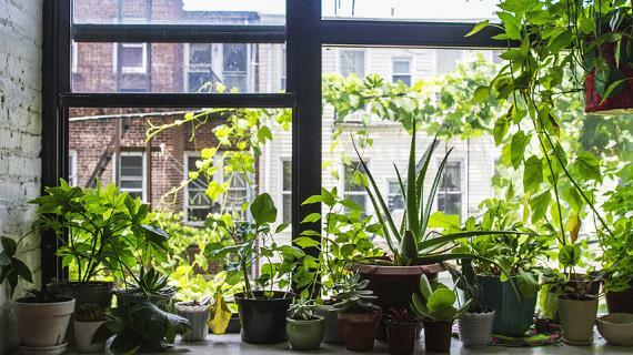 Hjemmeplanter på vinduskarmen 