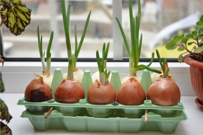 Hvordan dyrke løk i vinduskarmen og hva som trengs for dette