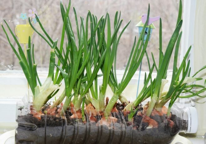 Growing onions in the ground