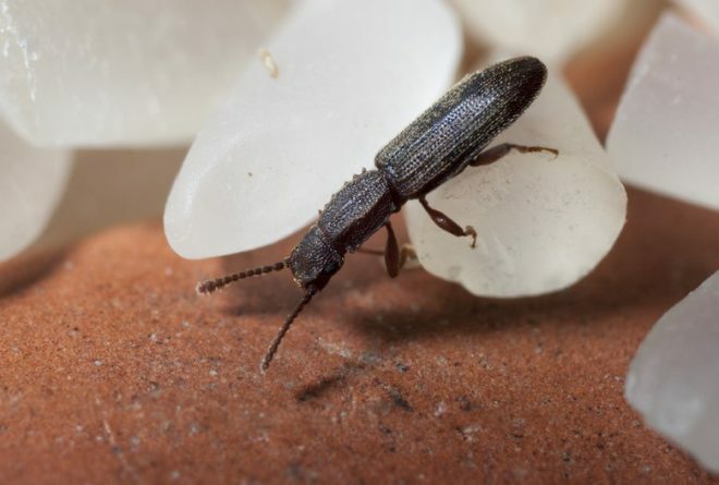 Små insekter på kjøkkenet: hvor de kommer fra, hvordan bli kvitt