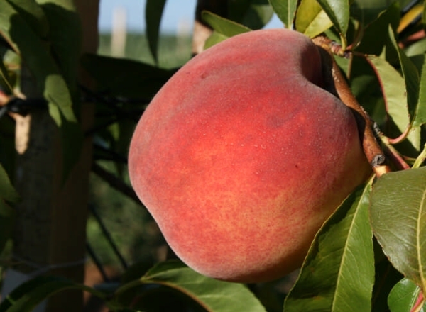 19 beste Sorten von Pfirsichen und deren Beschreibung