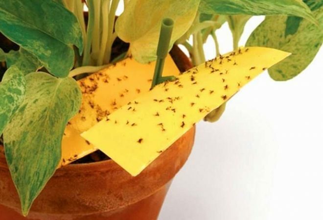 How to get rid of midges in an apartment: effective methods of struggle
