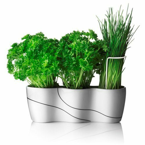 faire pousser des légumes verts dans la cuisine