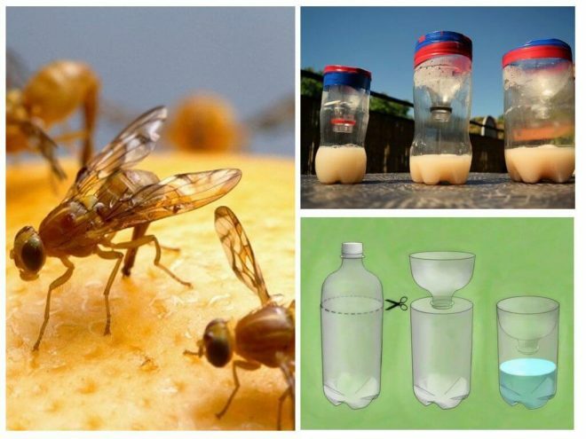 Hoe zich snel en efficiënt te ontdoen van muggen in de keuken?