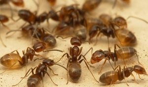 Cómo lidiar con las hormigas
