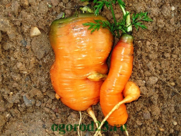 Why is carrot clumsy and horny grows?