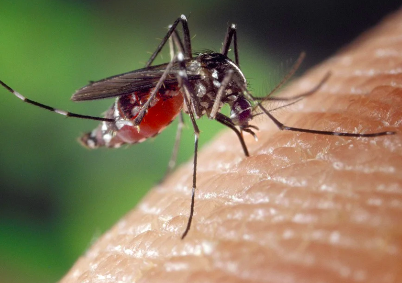 Past za komarje: kupite ali naredite sami doma - Setafi