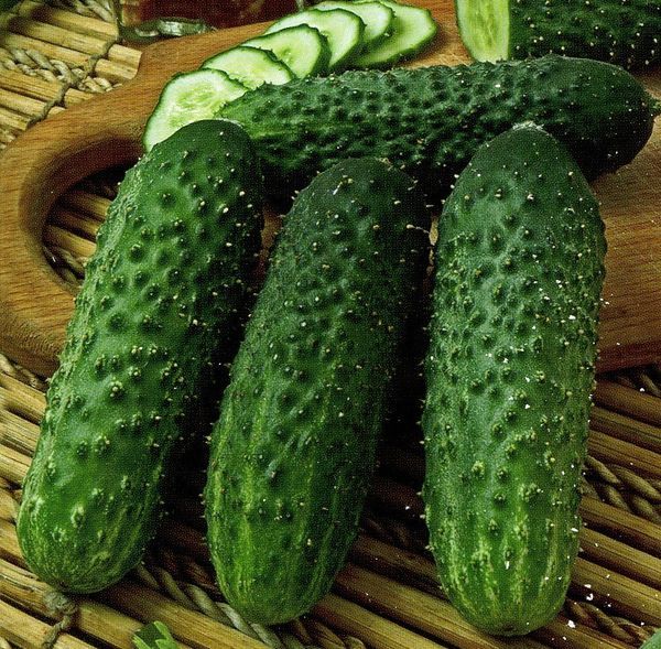 Proper cultivation of cucumber varieties Paratunka