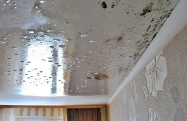 Mold on a stretch ceiling
