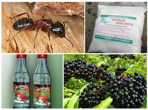 Remedios populares para combatir las hormigas.