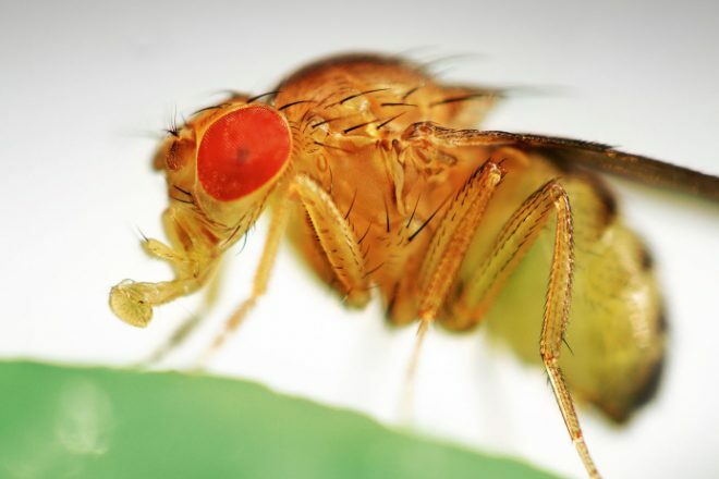 Drosophila - moucheron des cuisines