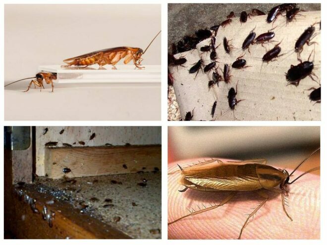 Kako se znebiti ščurkov: pregled učinkovitih načinov