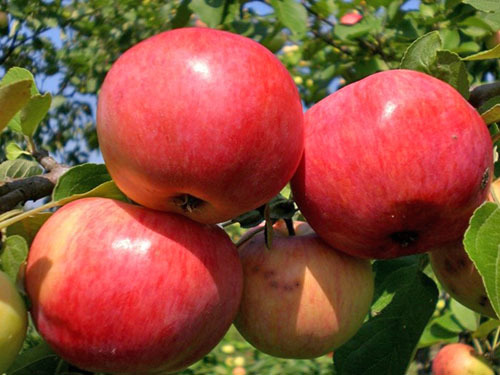 Detaillierte Beschreibung der Grushovka Apfelsorte