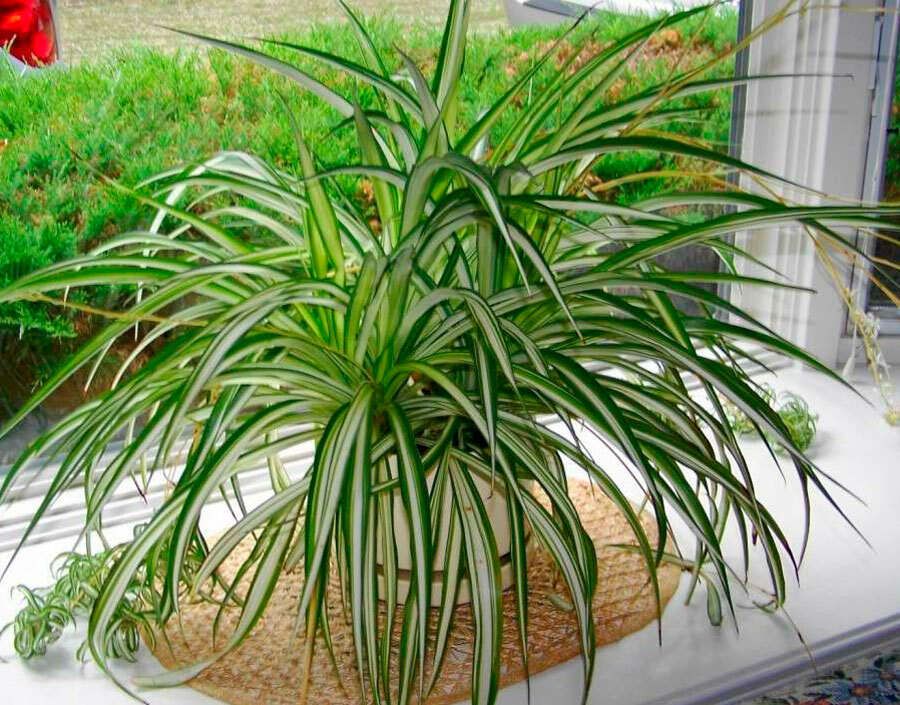 Rastlina Chlorophytum na okenski polici
