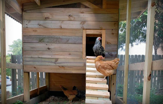 escada para galinhas