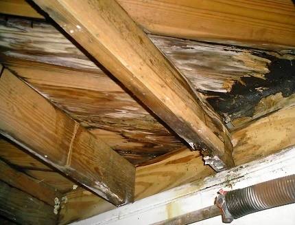 Svart mugg på loftet i huset
