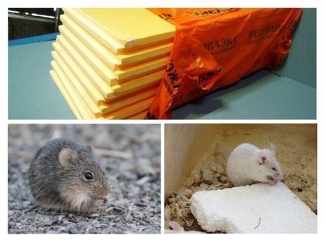 Jedí myši pěnový plast?