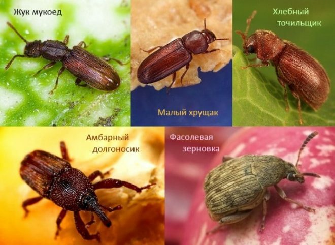 Varieties of kitchen bugs 