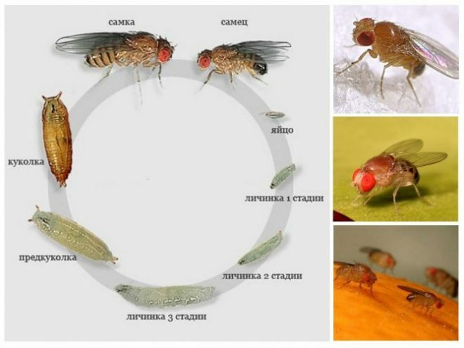 Levenscyclus van fruitvliegjes