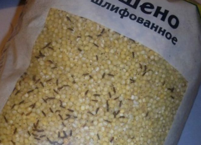 Bugs dans les emballages de céréales 