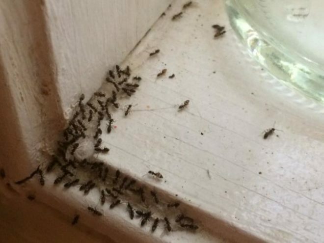 Účinné bežné prostriedky pre mravce v byte
